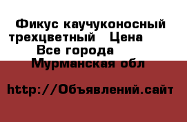 Фикус каучуконосный трехцветный › Цена ­ 500 - Все города  »    . Мурманская обл.